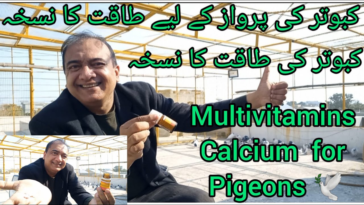 Kabootar ki PARWAZ k lye Taqaat Ka NUSKHA | Multivitamins CALCIUM Protein best for pigeons flying