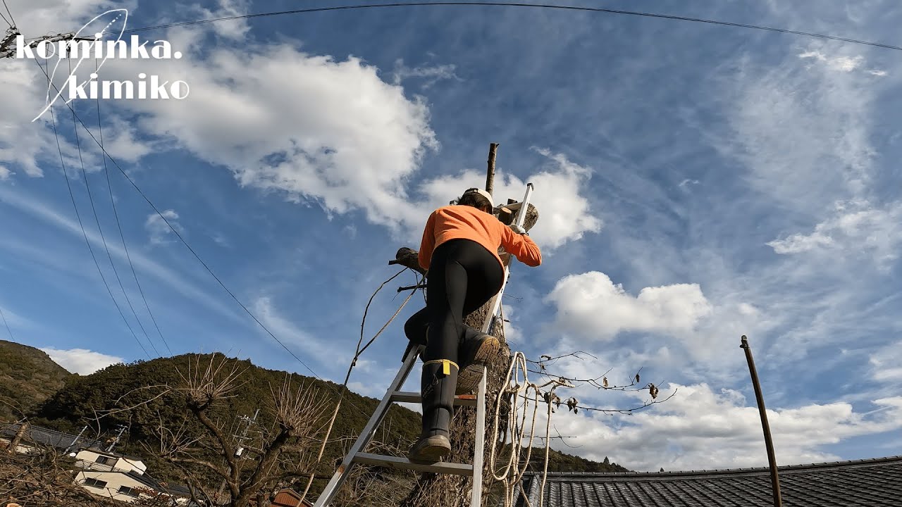 【古民家に住もう#145】栗の木の伐採、片づけと干し芋の試作。