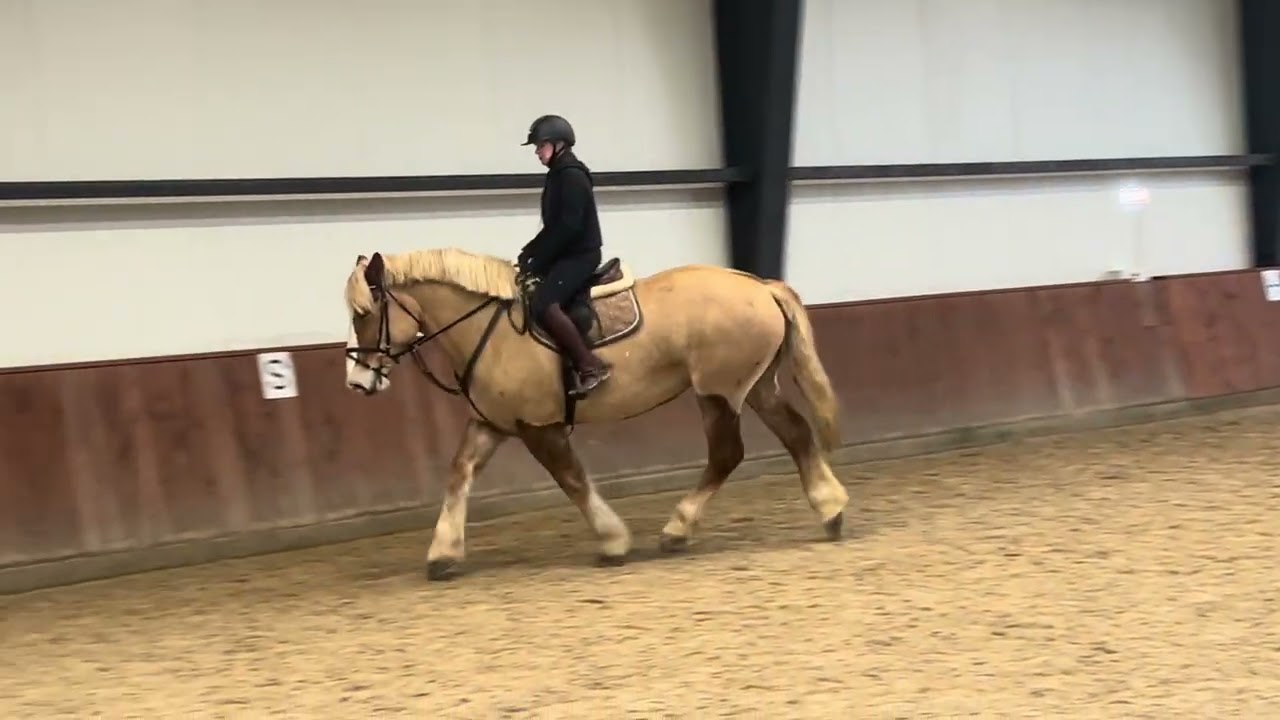 SOLD Vokute 9yo mare for hobby / riding school