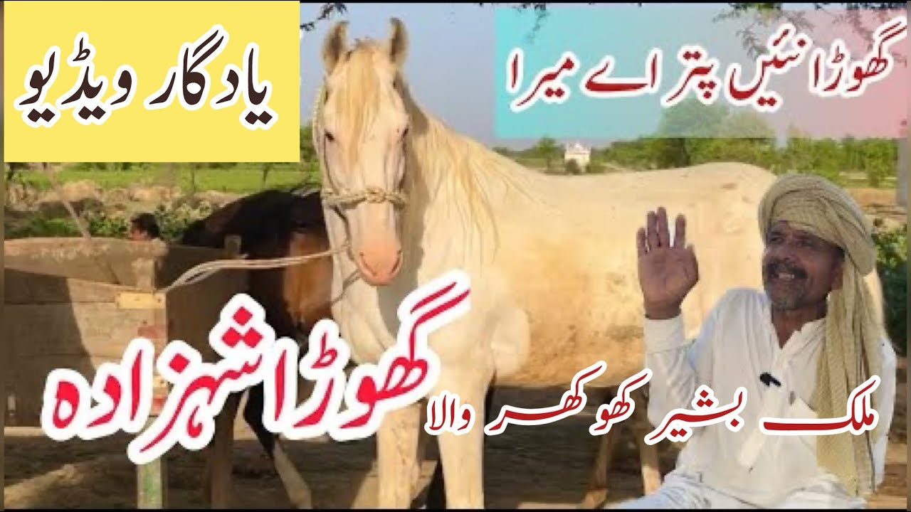 Most Beautiful Nukra Ghora || Basheer Khokhar wala Nukra || Shahzada