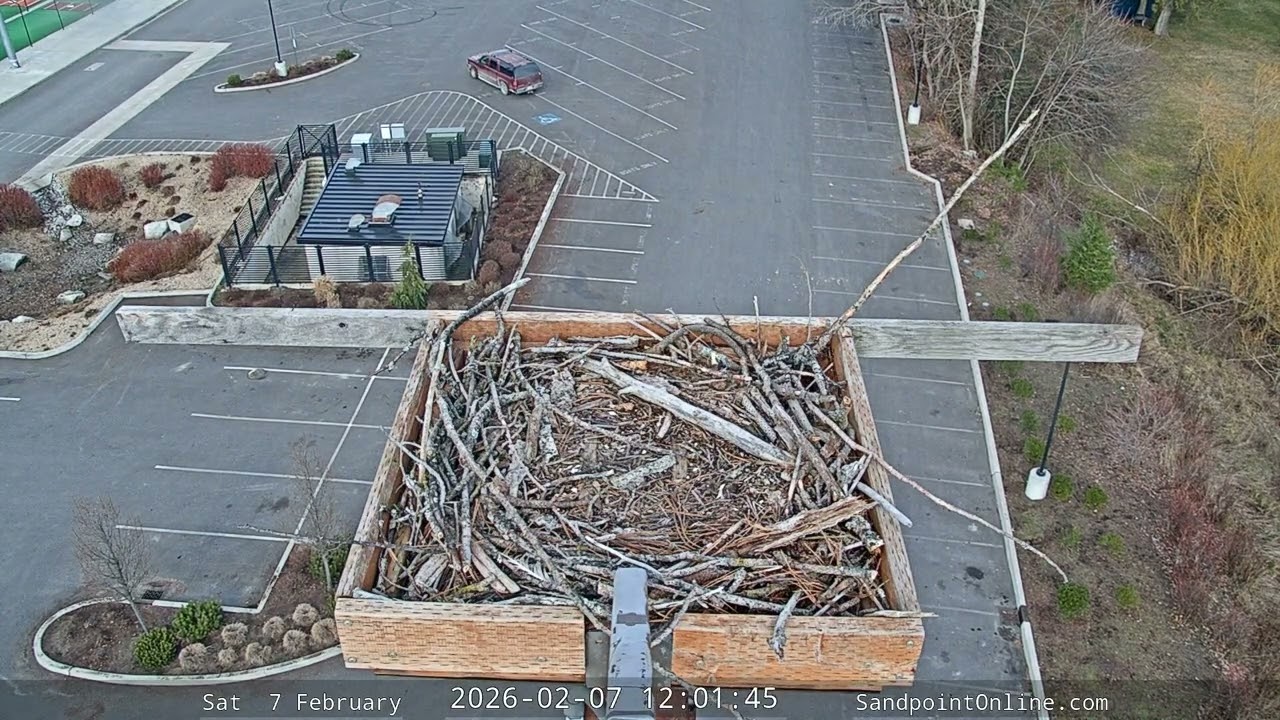 2026-02-07 Sandpoint Online - Osprey Nest Time-lapse