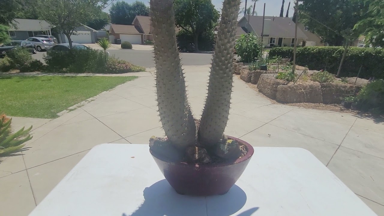 Dwarf Madagascar Palm, Pachypodium lamerei var. fiherense