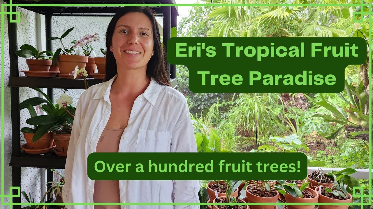 Florida suburban yard stuffed with beautiful tropical fruit trees.