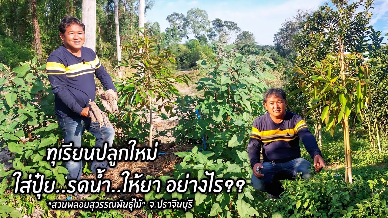 ทุเรียนปลูกใหม่ ใส่ปุ๋ย..รดน้ำ..ให้ยา อย่างไรให้เป็นผลดีกับต้นทุเรียน 