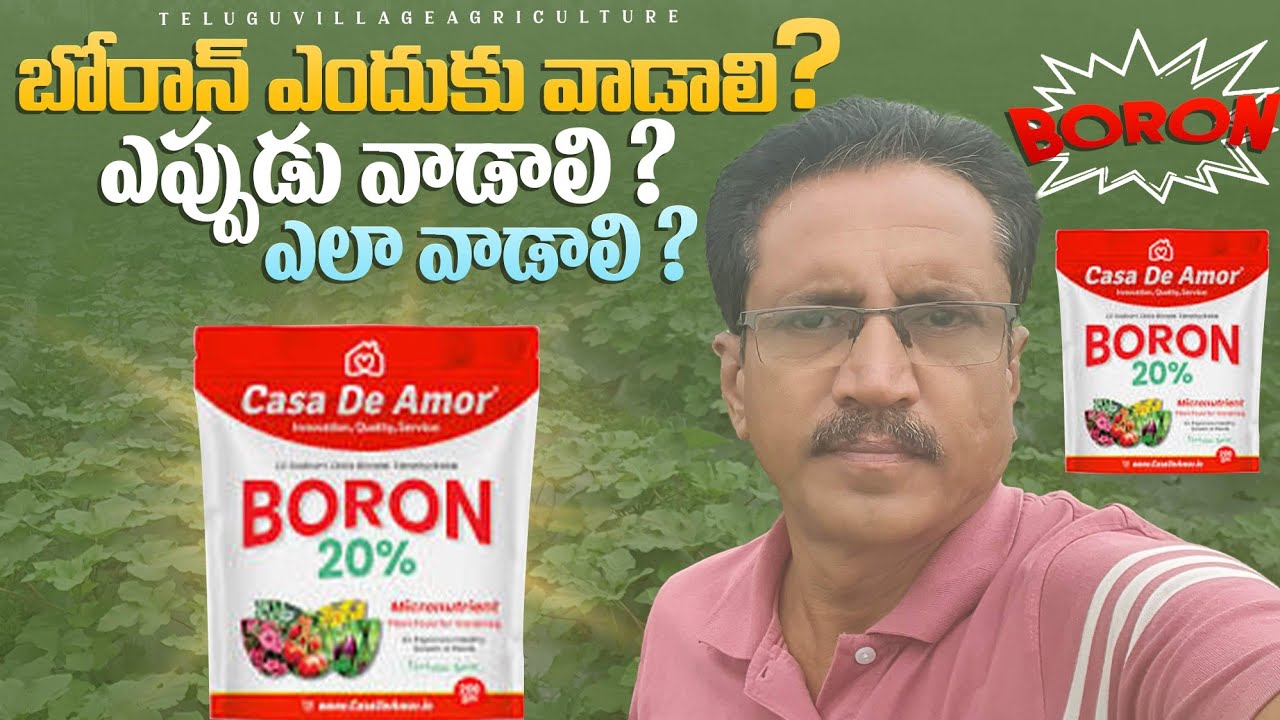 Boran Fertiligers In Telugu | Boran Uses | బోరాన్ ఎలా వాడాలి?