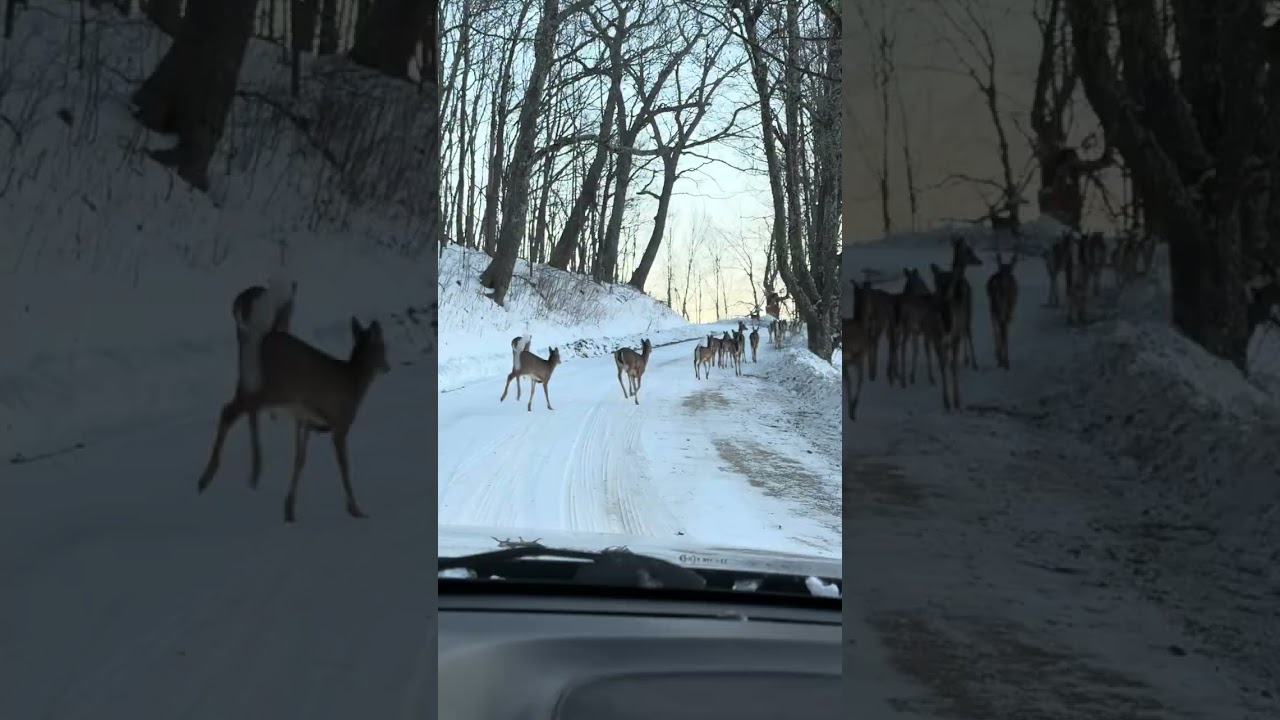25 Deer stay in road due to frozen, slippery snow.