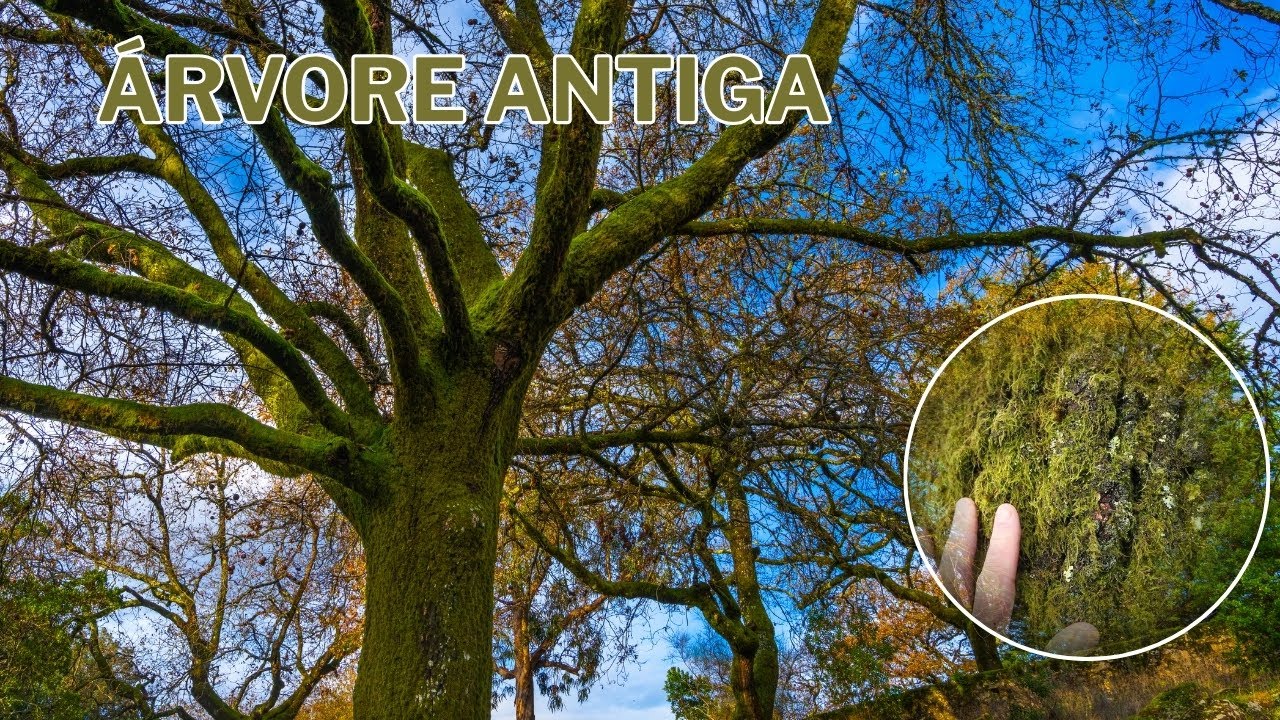 A Árvore Coberta de Musgo que Me Prendeu o Olhar