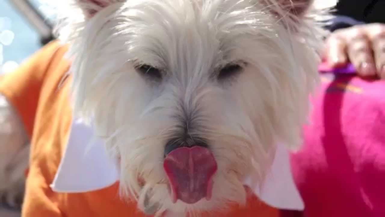 Happy Song with Westies