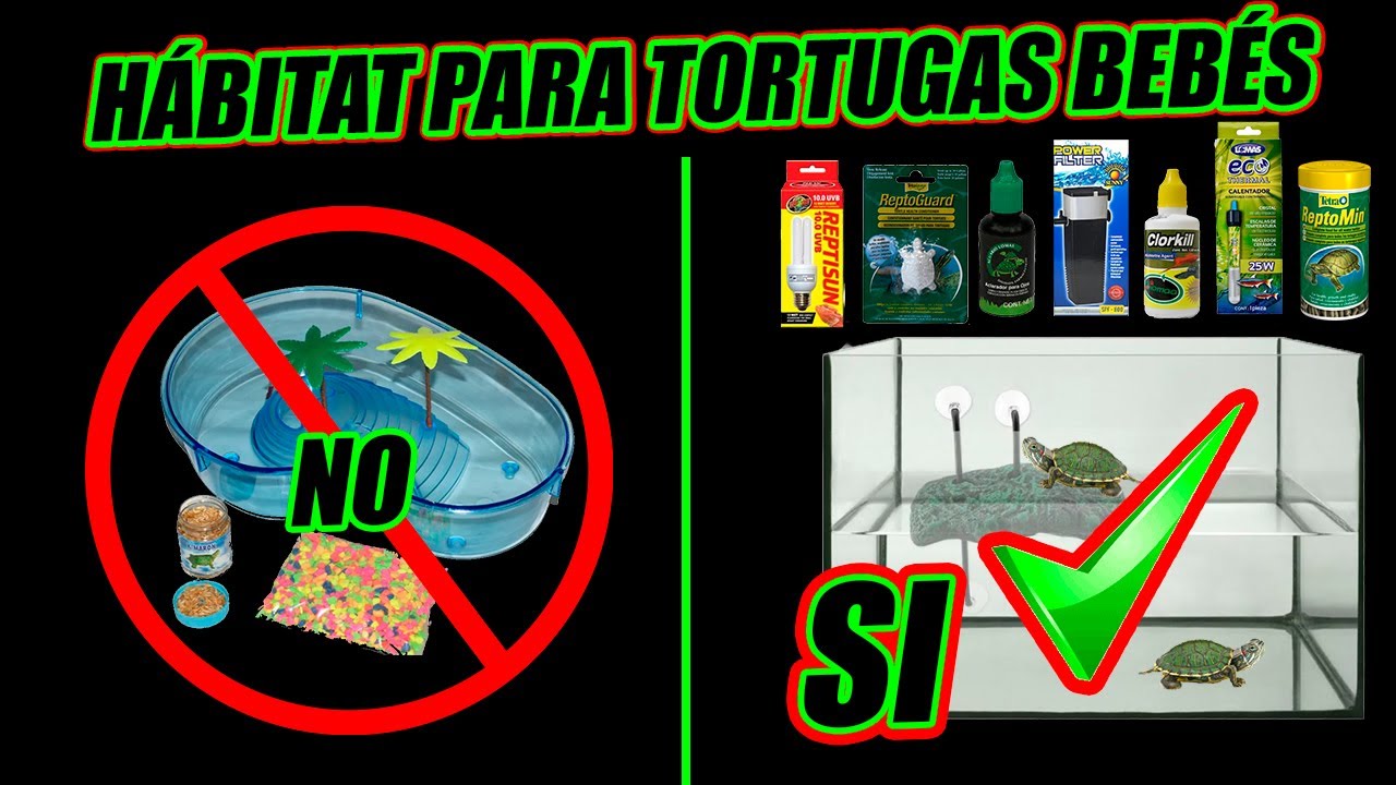 CUIDADOS DE TORTUGA BEB&Eacute;  🐢❤️