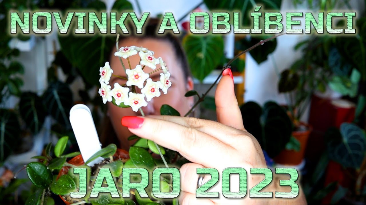 Oblíbenci a novinky v pokojovkách Jaro 2023 - co kvete,  roste jako blázen a jaké pomocníky používám