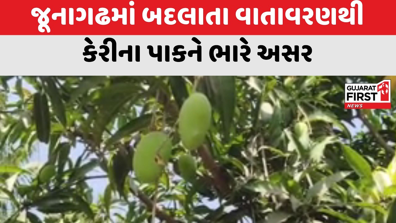 Junagadh માં બદલાતા વાતાવરણથી કેરીના પાકને ભારે અસર । Gujarat First