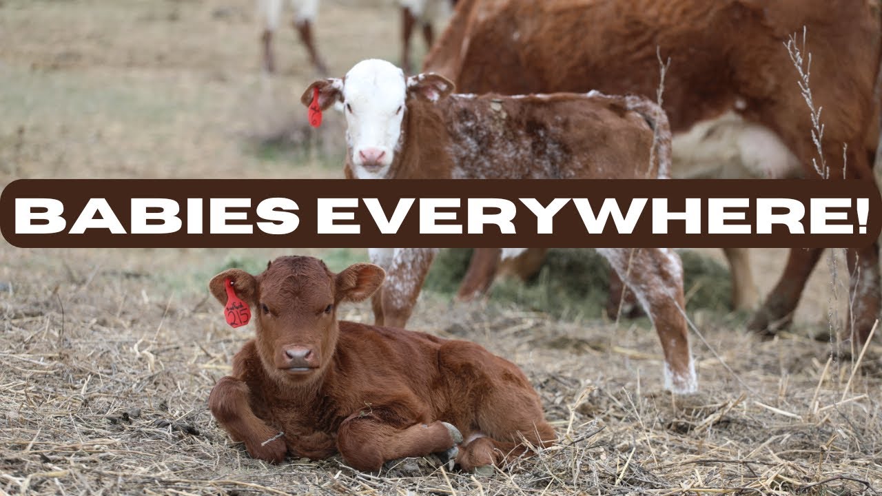 It’s Calving Season! // Tagging New Calves