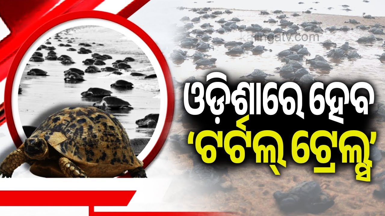 ଓଡ଼ିଶାରେ ହେବ ‘ଟର୍ଟଲ୍ ଟ୍ରେଲ୍ସ’ || Kalinga TV