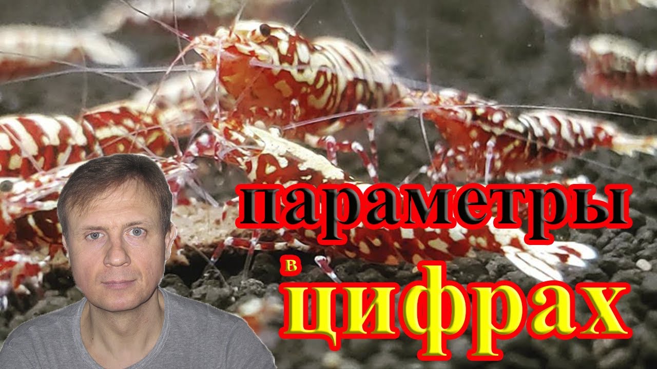 КАКИЕ ПАРАМЕТРЫ ВОДЫ ДЛЯ КРЕВЕТОК В АКВАРИУМЕ.КАК СОДЕРЖАТЬ И РАЗВОДИТЬ КРЕВЕТОК.АКВАРИУМИСТИКА.