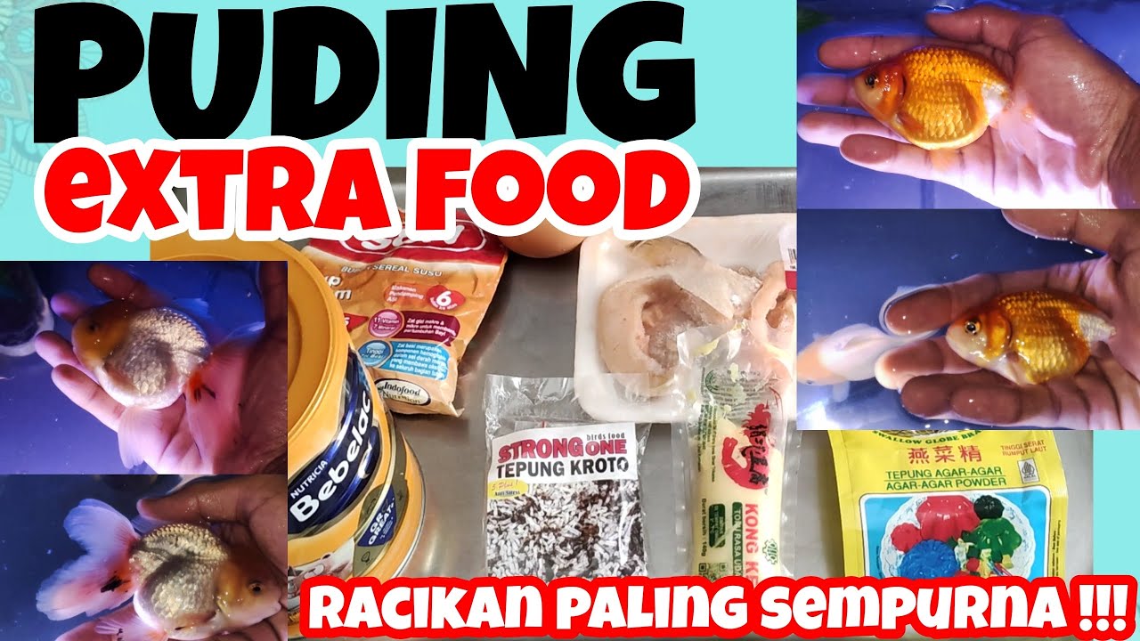 Cara membuat puding pakan tambahan ikan mas koki