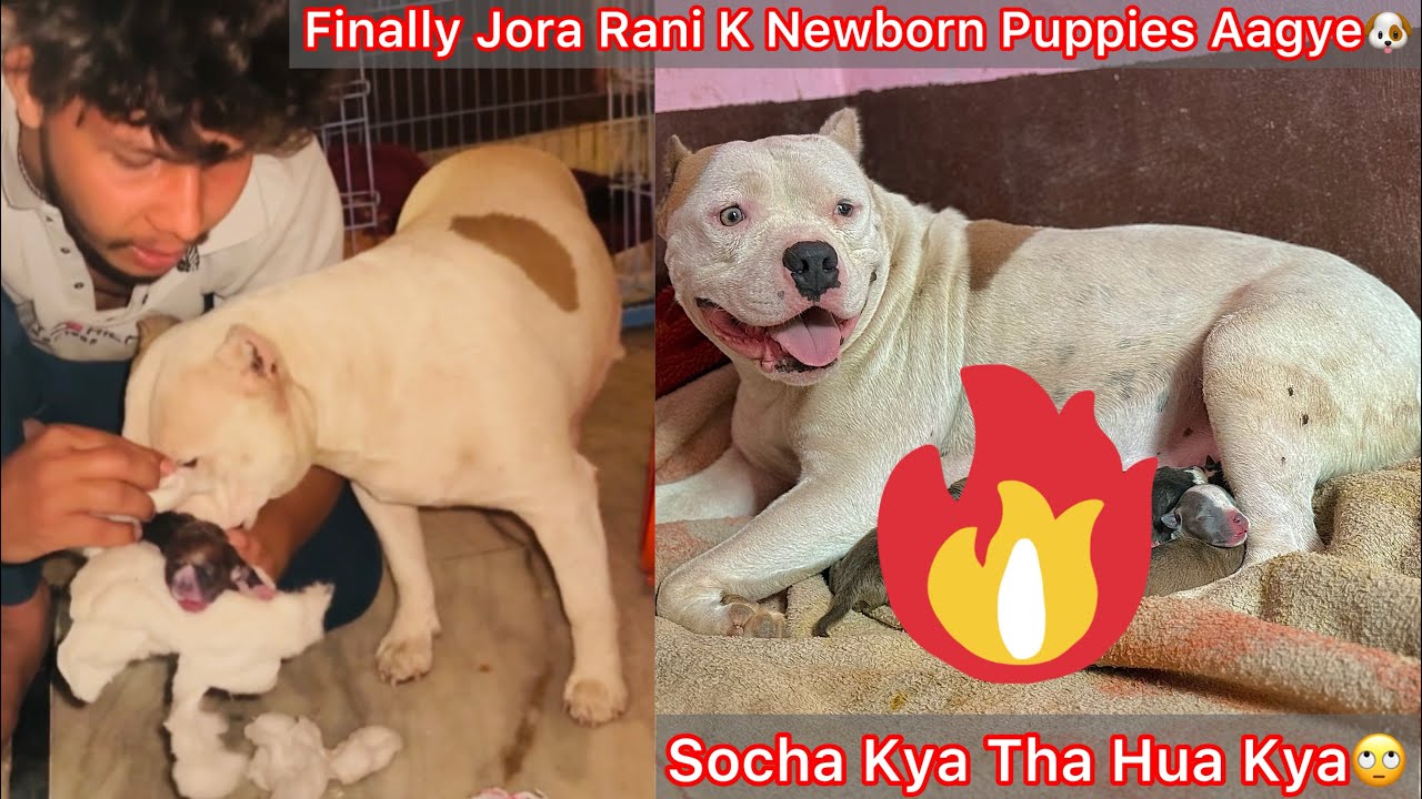 Finally Jora K Newborn Puppies Hogye🐶But Jaisa Socha Tha Vsa Nhi Hua😢