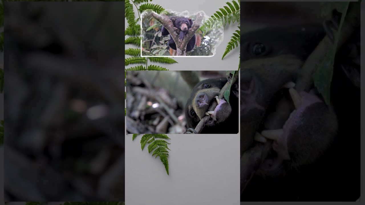 The Sun Bear &ndash; The Tiny but Mighty Forest Climber #brainbeats