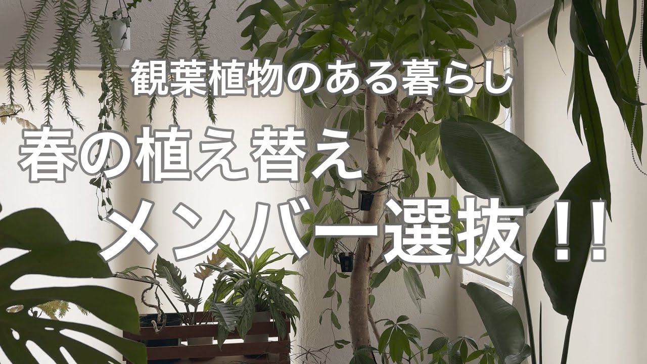 【植え替え】春選抜！選ばれるのはどの植物だ？/観葉植物のある暮らし