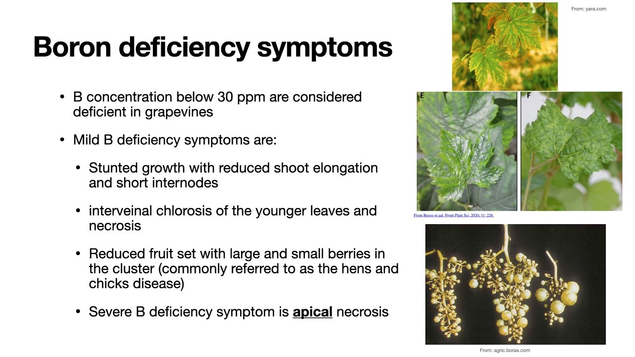 My Backyard Vineyard: Season 2: Episode 7: Boron Deficiency