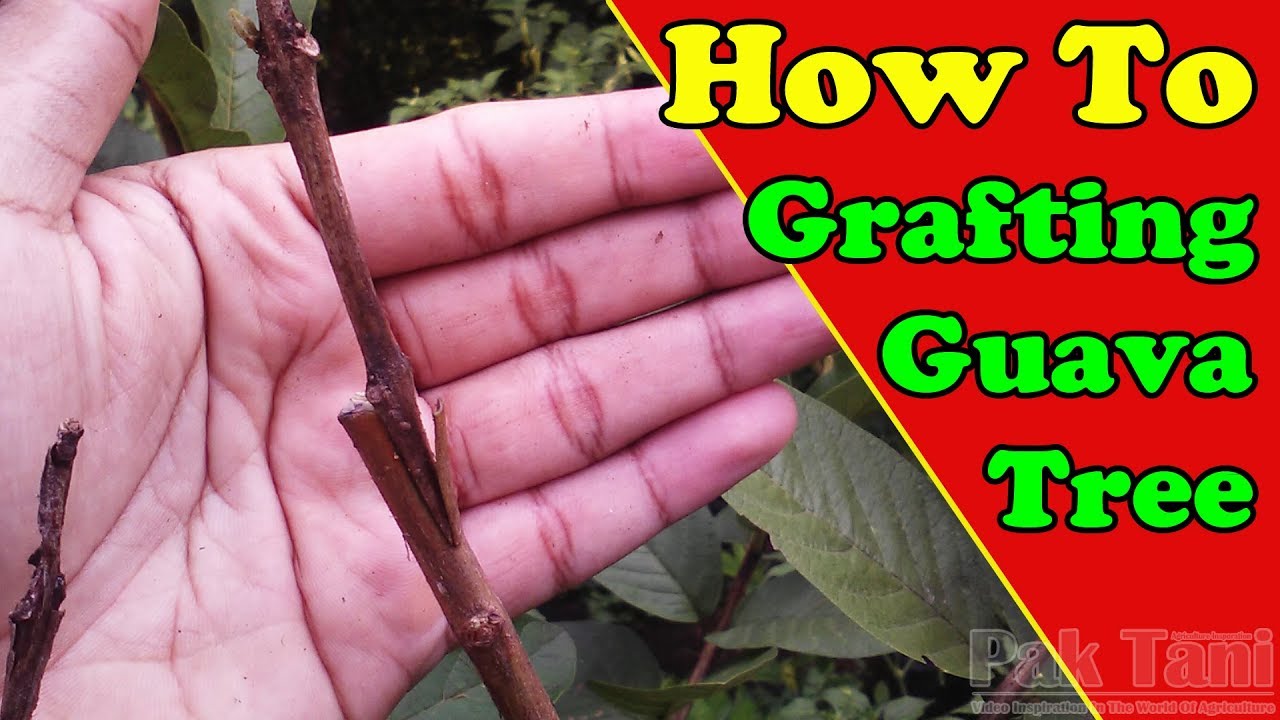 How to Grafting Guava Fruit Trees | Grafting Eamples