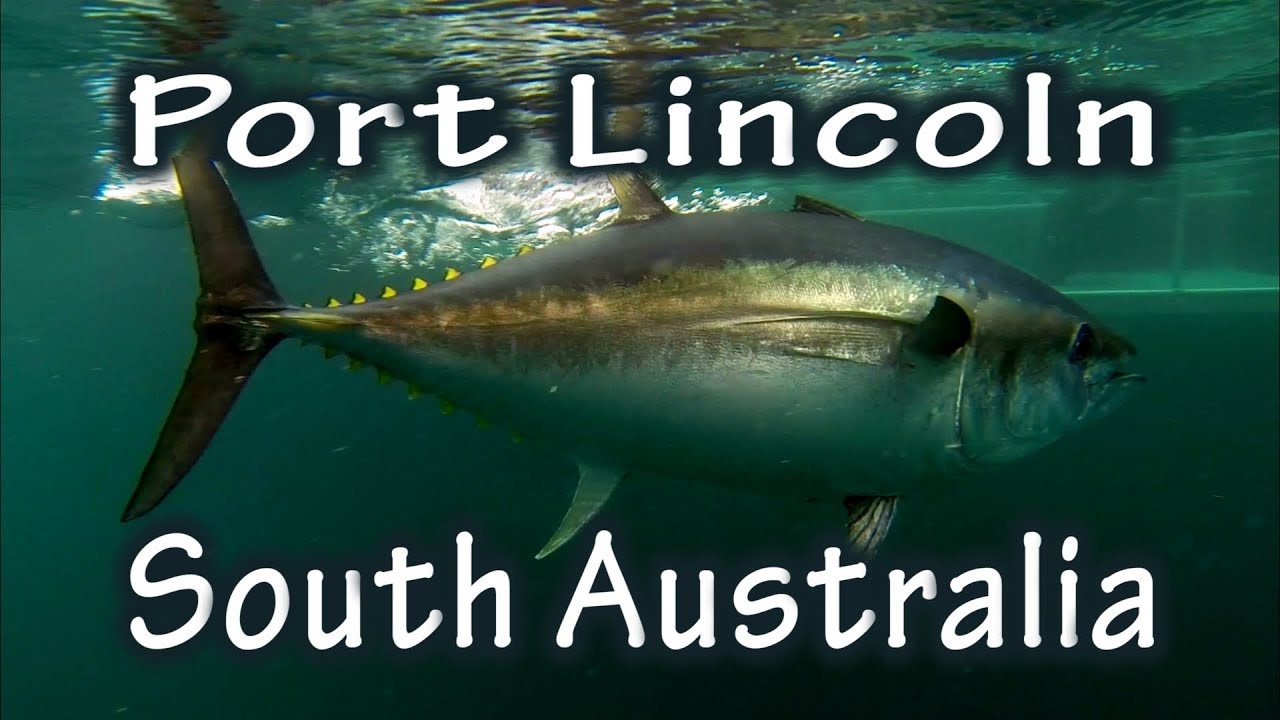 'Swim With The Tuna' Port Lincoln, South Australia