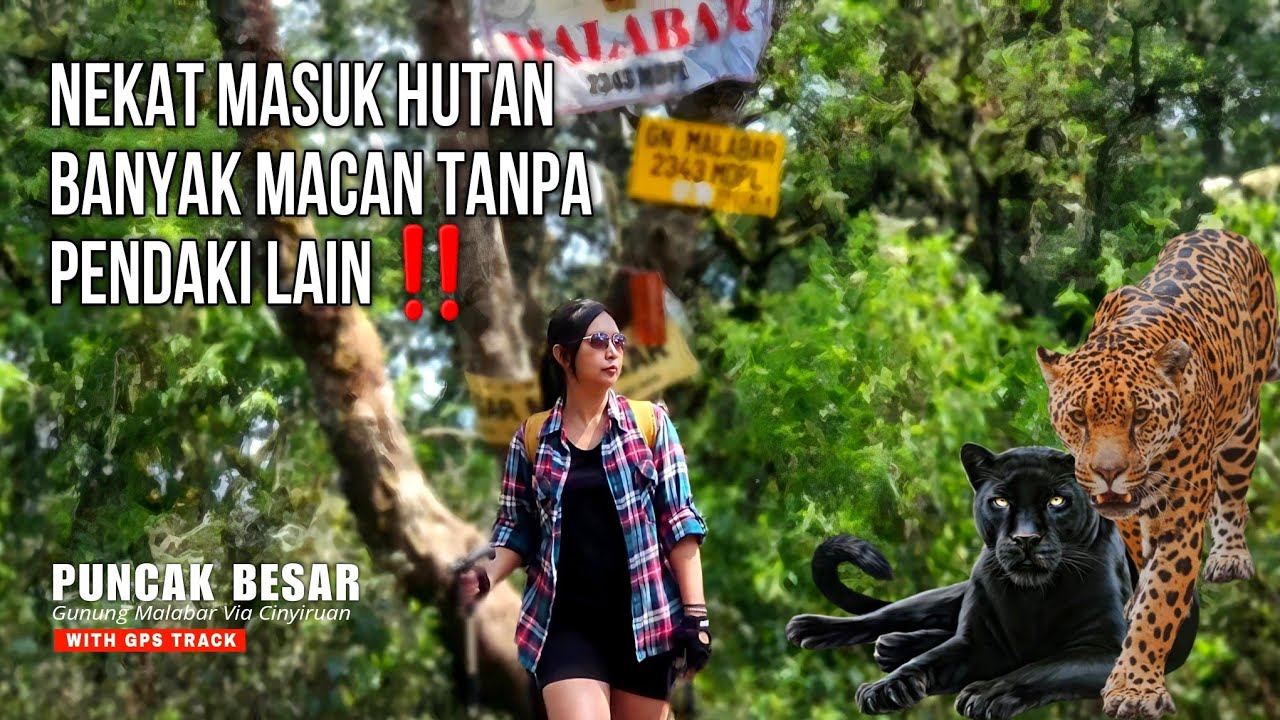 PUNCAK BESAR GUNUNG MALABAR VIA CINYIRUAN | 7 Summit Jawa Barat Terakhir | Review Jalur + GPS Track