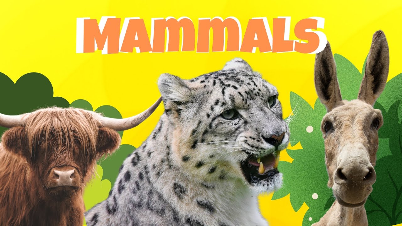 Can you name all these Mammals ??  I  For Kids  I  25 Animals and Exciting facts for toddlers