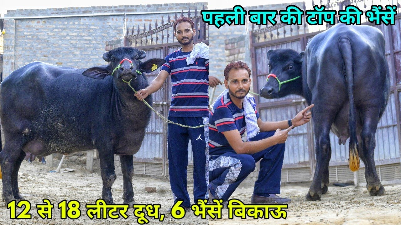 12 से 18 लीटर दूध की 6 भैंसें बिकाऊ। ब्रीड ऐसी के दिल खुश हो जाए। Raju Dairy Farm, Bathinda, Punjab
