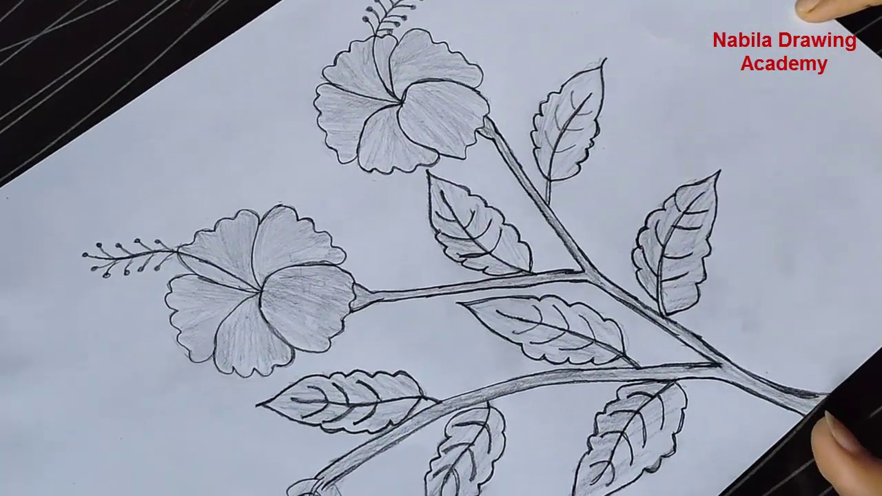 How to draw a Hibiscus Flower step by step for beginners | Art video
