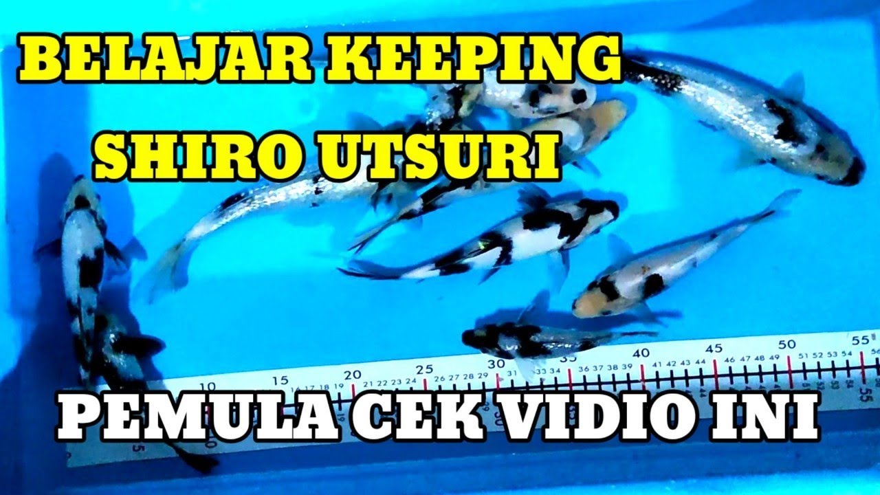 BELAJAR KEEPING SHIRO UTSURI TARGET 8 HARI APA MAKSIMAL???