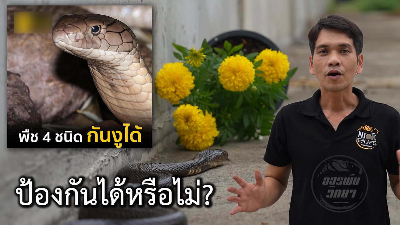 พืช4ชนิด ป้องกันงูได้จริงหรือไม่? อสรพิษวิทยา EP.284
