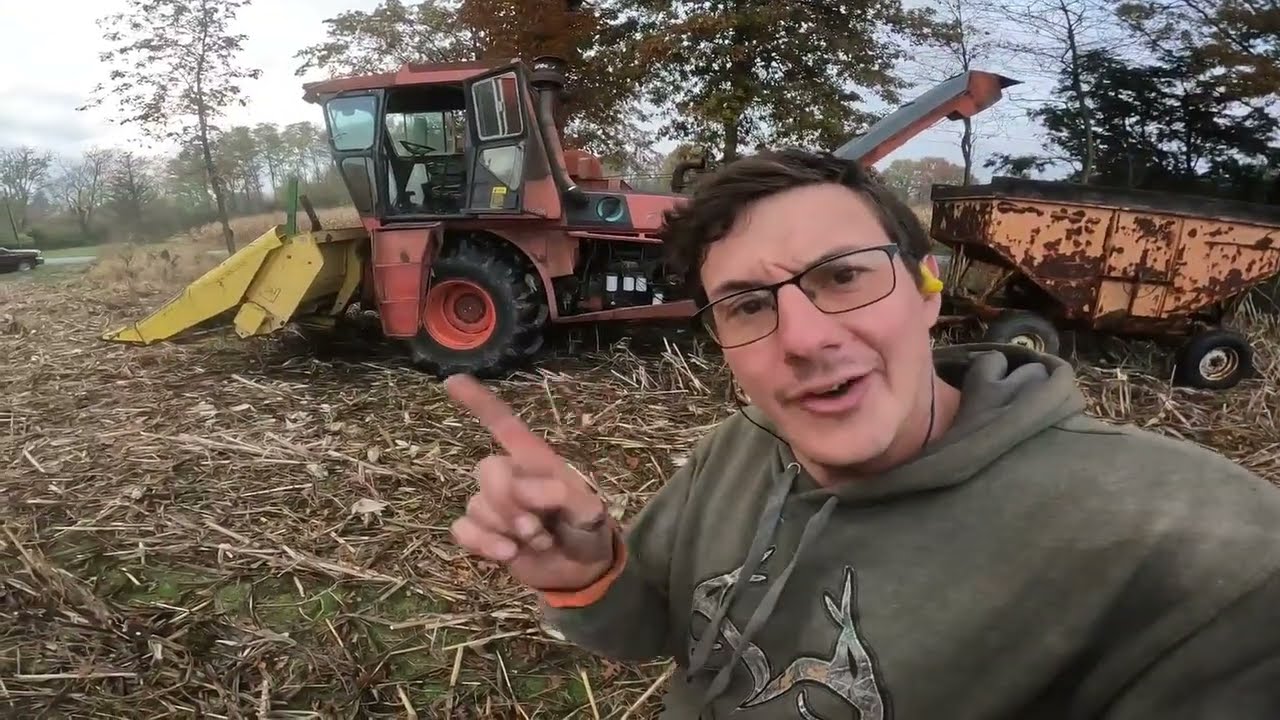 Секрет чистой кукурузы в початках