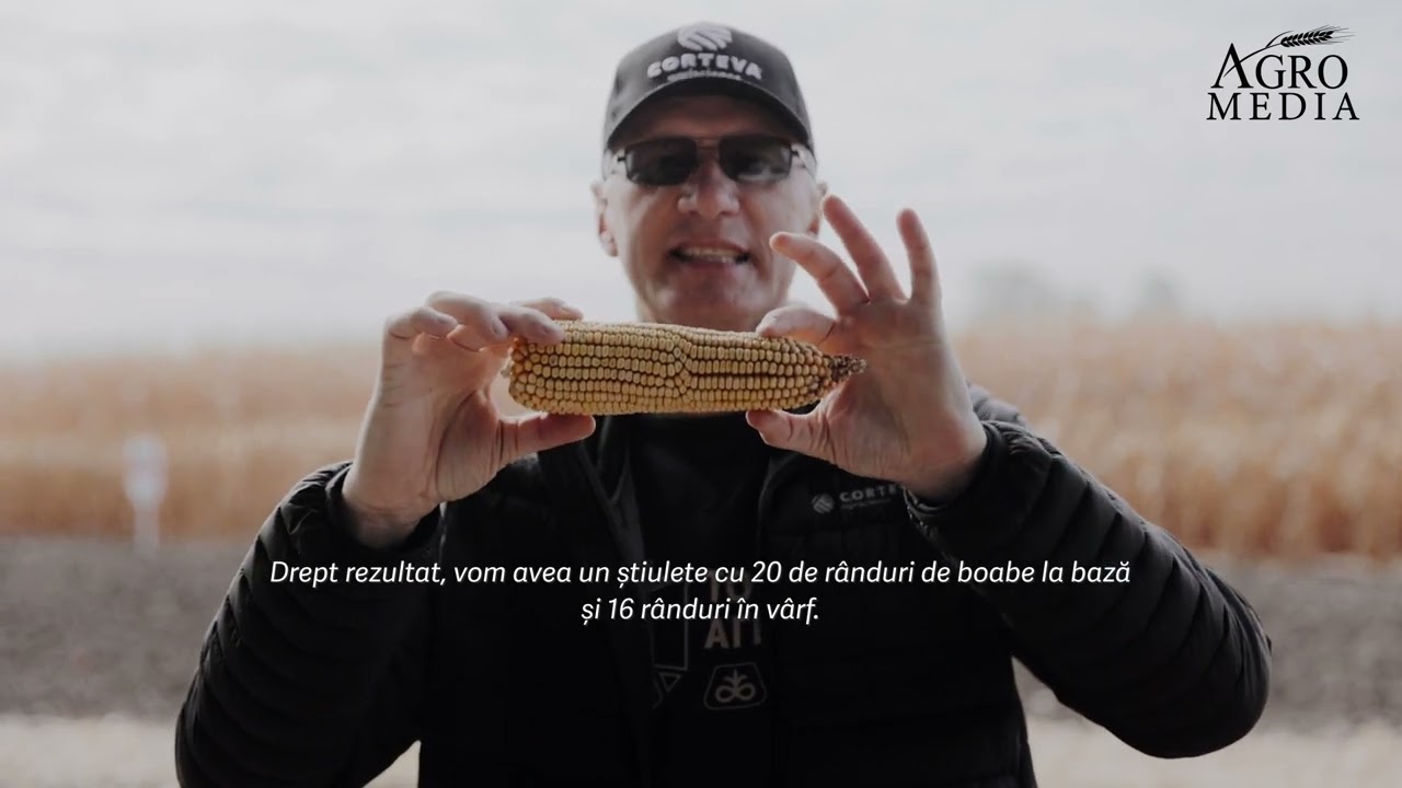 Recoltăm porumbul. Care dintre hibrizii Pioneer a dat cele mai mari recolte?