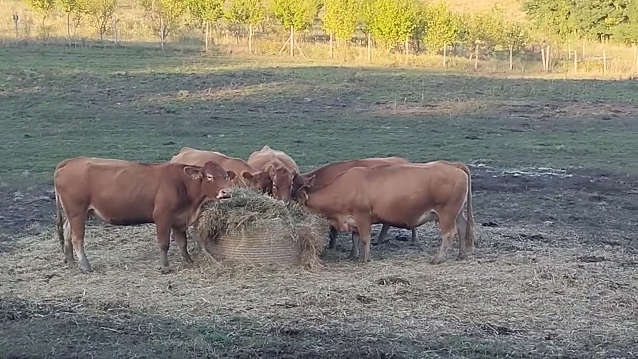 Limuzin damızlık işletmesi, safkan #shorts #bull #shortvideo #shortsfeed #animals  #tiktok #kesfet