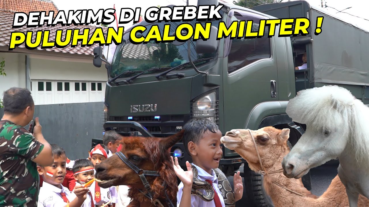 CALON MILITER LARI KETAKUTAN DIKEJAR KUDA 🤣