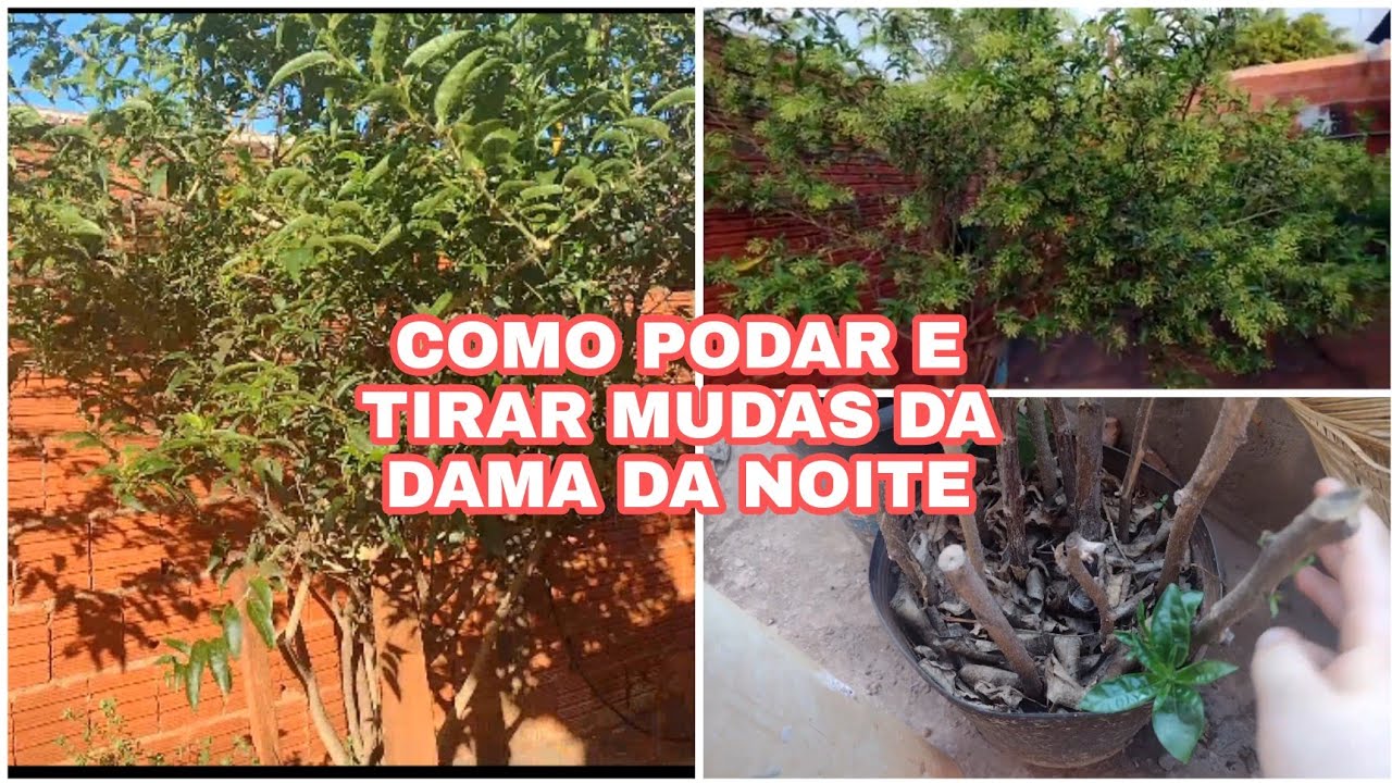 COMO TIRAR MUDAS E FAZER PODA NA DAMA DA NOITE/como podar Dama da noite /Cestrum nocturnum