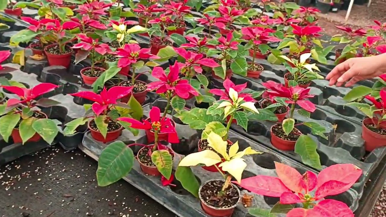 Comprando plantas para llevarlas a Tabasco,#Atlixco#viveros#Puebla