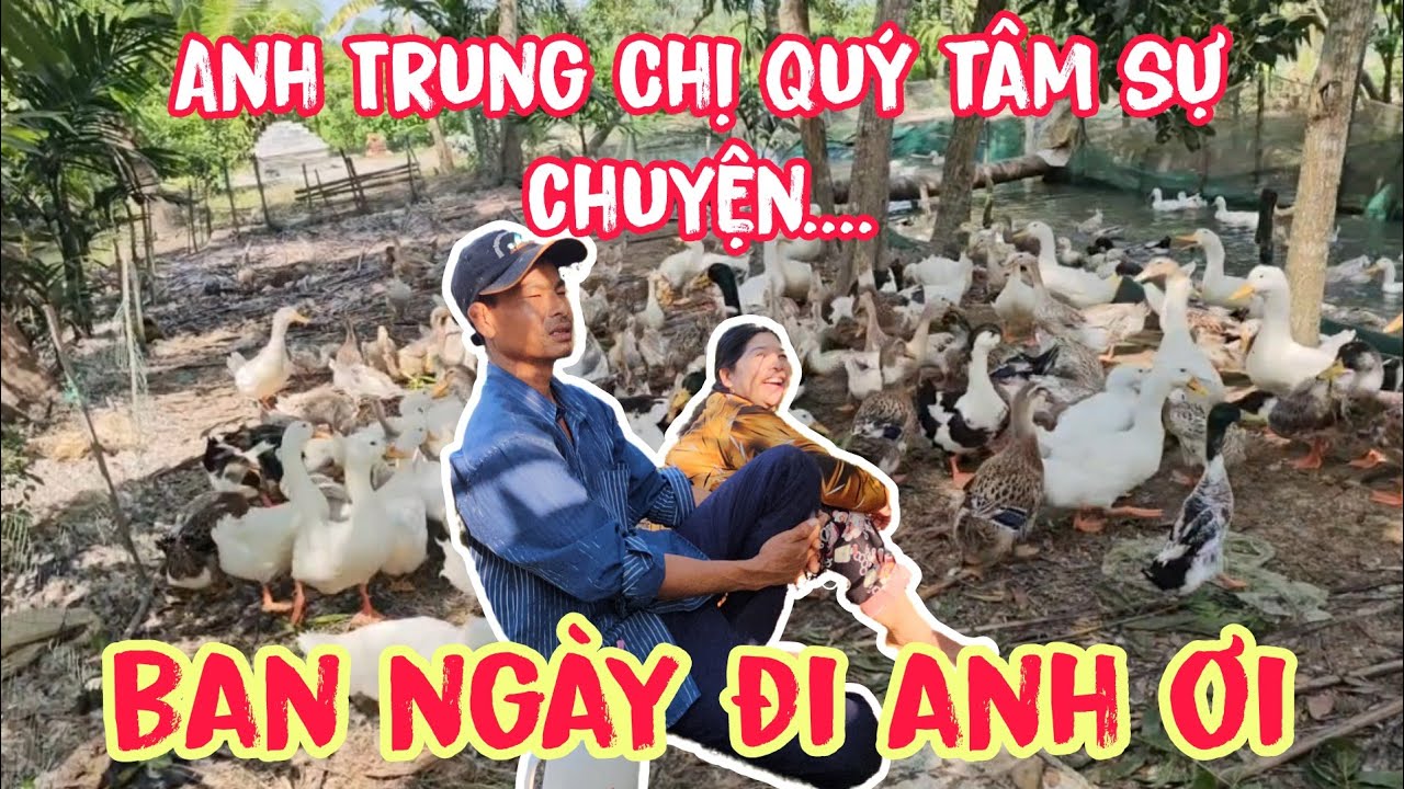 Bất ngờ khi ré thăm đàn vịt của Anh Trung Chị Quý #gocnhosoctrang24h #anhtrungchuongvit 