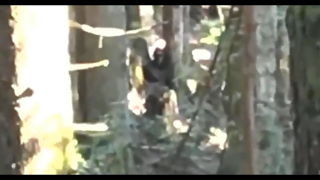 TOP 5 INCREDIBLE NEVER BEFORE SEEN BIGFOOT VIDEOS!!