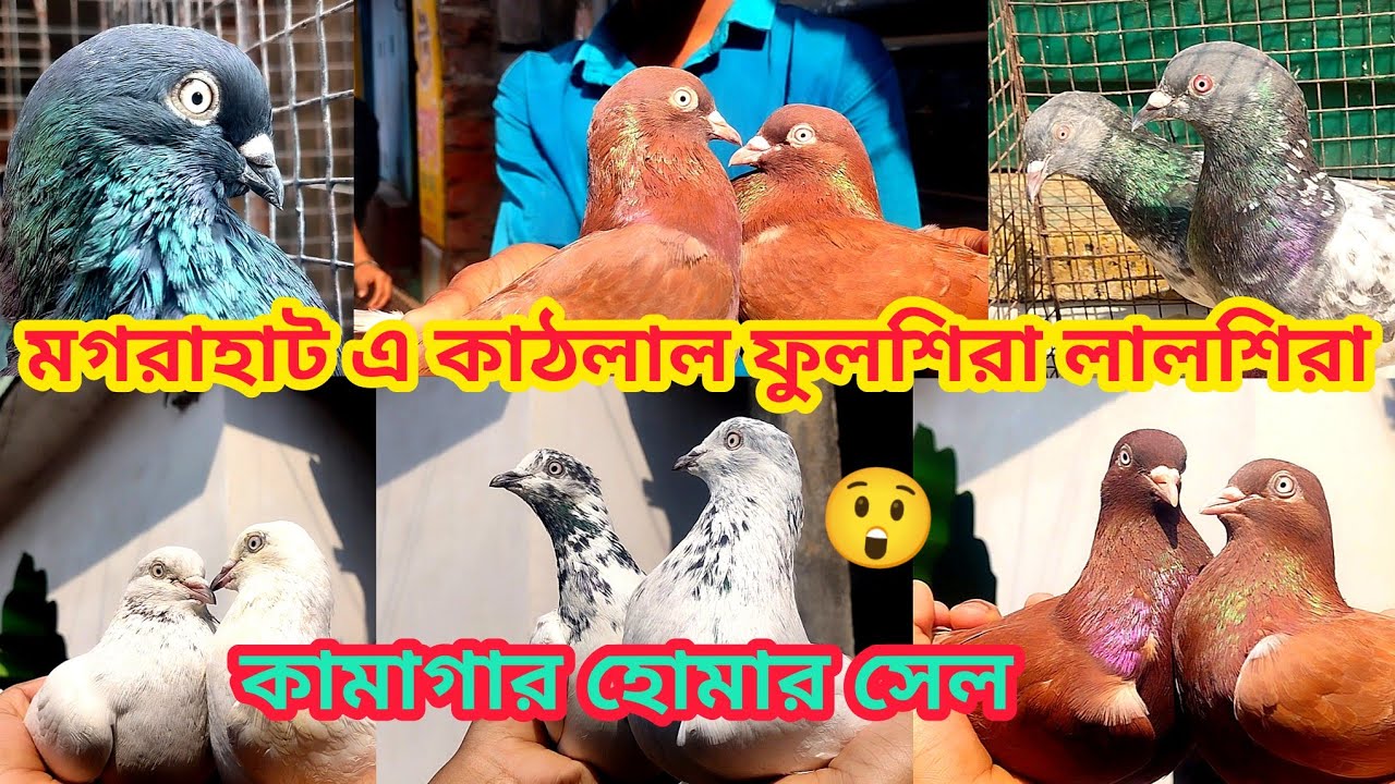 মগরাহাট এ কাঠলাল ফুলশিরা লালশিরা কামাগার সেল 😲 , Soumen pet valogs 2026
