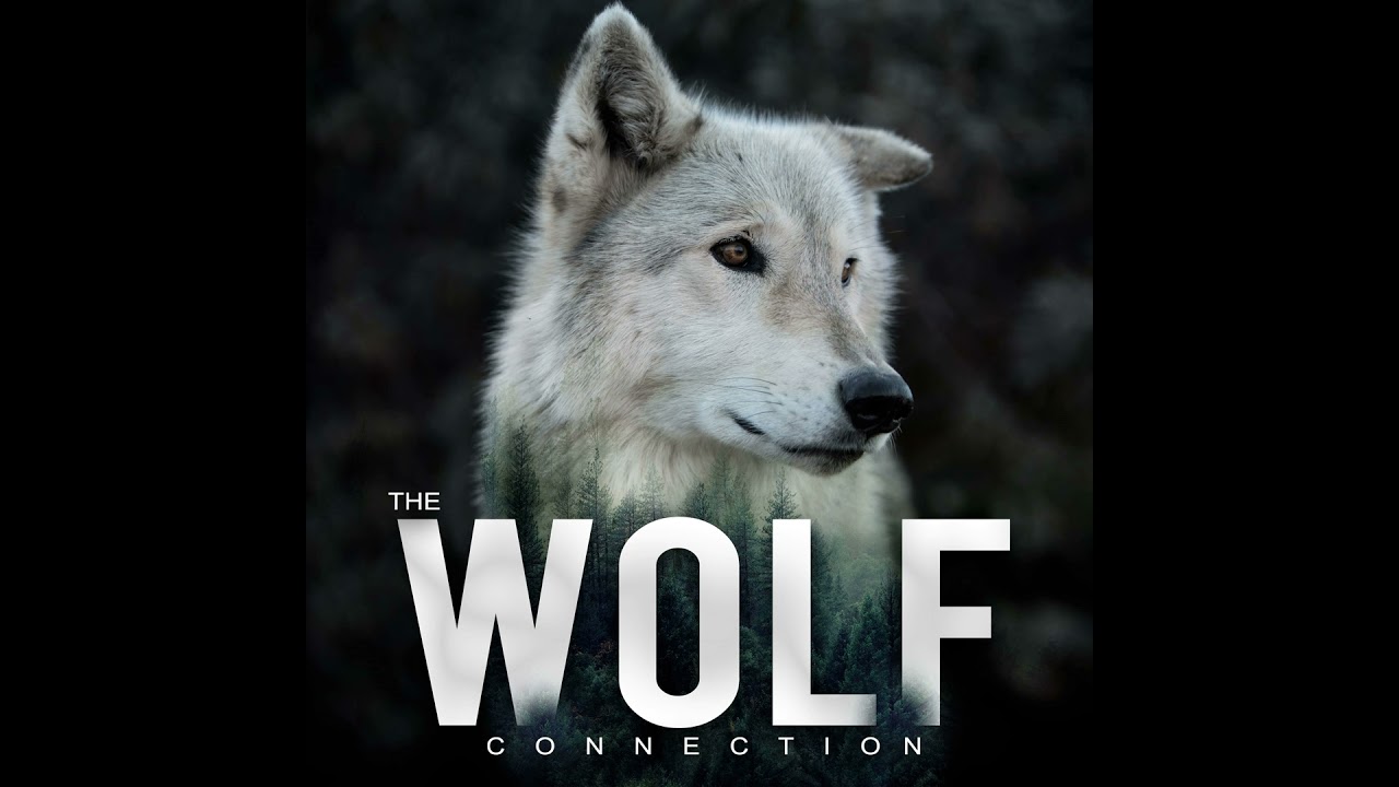 Episode #149 Ronan Donovan - Wolf Filmmaker, Photographer & Conservationist