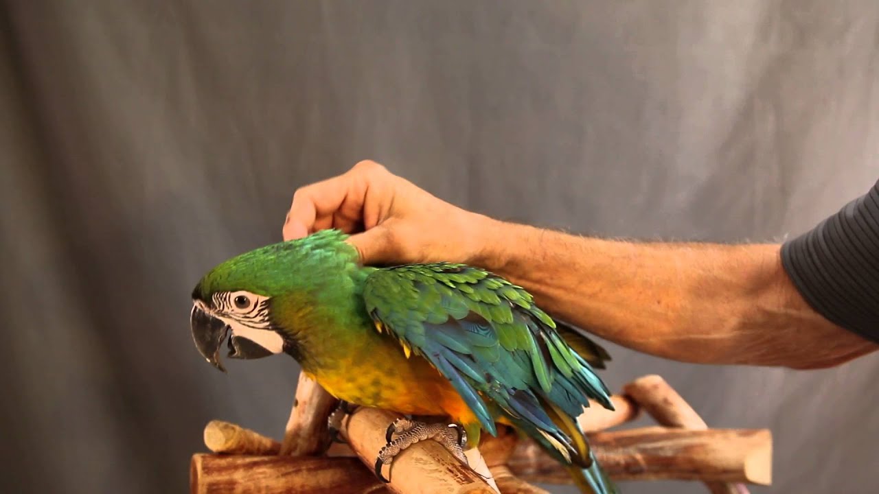 VERY VOCAL MILIGOLD MACAW WILL BE A FUN FAMILY ADDITION