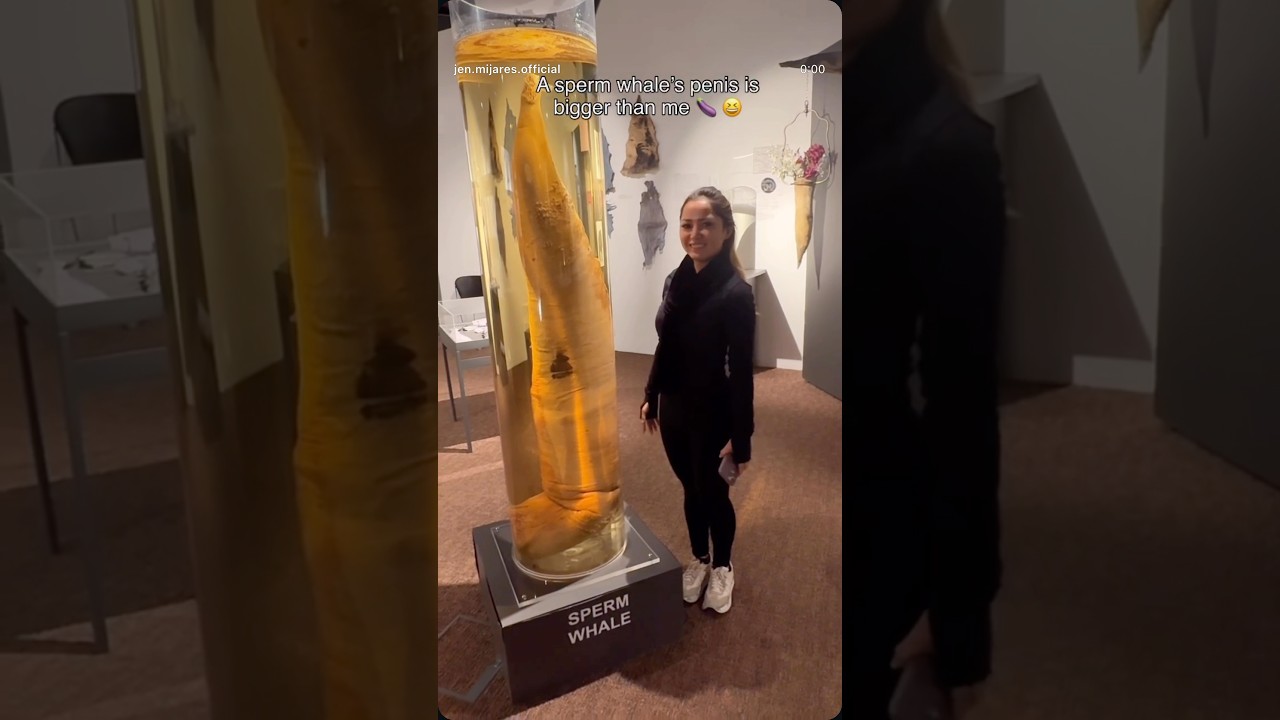 Penis Museum in Reykjavik