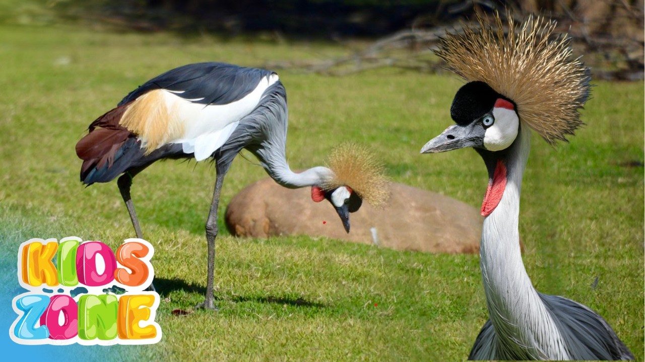 Different Types of Cranes For Kids | All Crane Species | All 15 Types of Cranes | Family Gruidae.