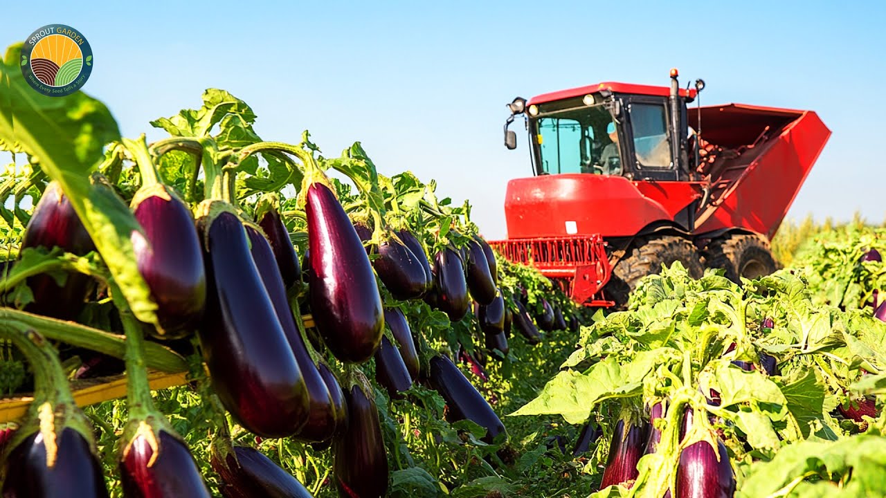 How Farmers Harvest and Process Millions of Eggplants in Greenhouses | Farming Documentary
