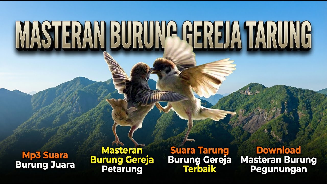 🔴 LIVE Gereja Tarung Gacor Nonstop 🔥 | Suara Tajam Asli Alam #masteranjernih #masteranburung #live