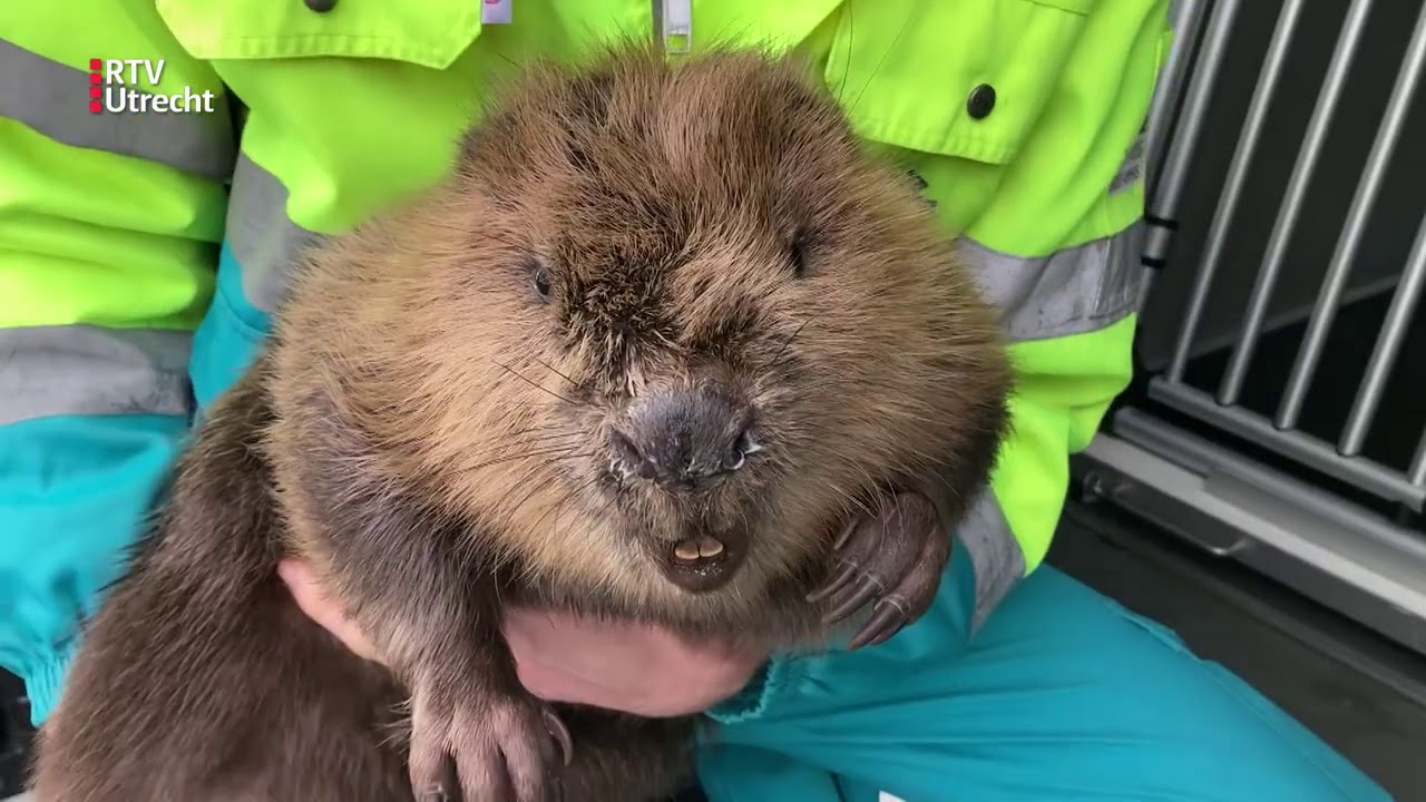 Bevers met longontsteking en eenden met bevroren pootjes: dierenambulance is druk [RTV Utrecht]