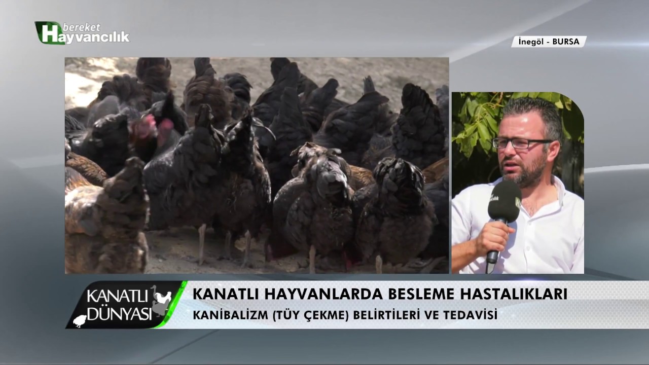 Kanatlı D&uuml;nyası |  Kanibalizm ( T&uuml;y &Ccedil;ekme) Belirtileri ve Tedavisi