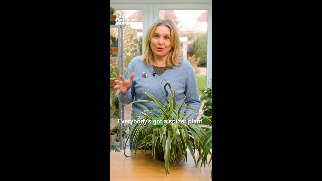 How to propagate a spider plant