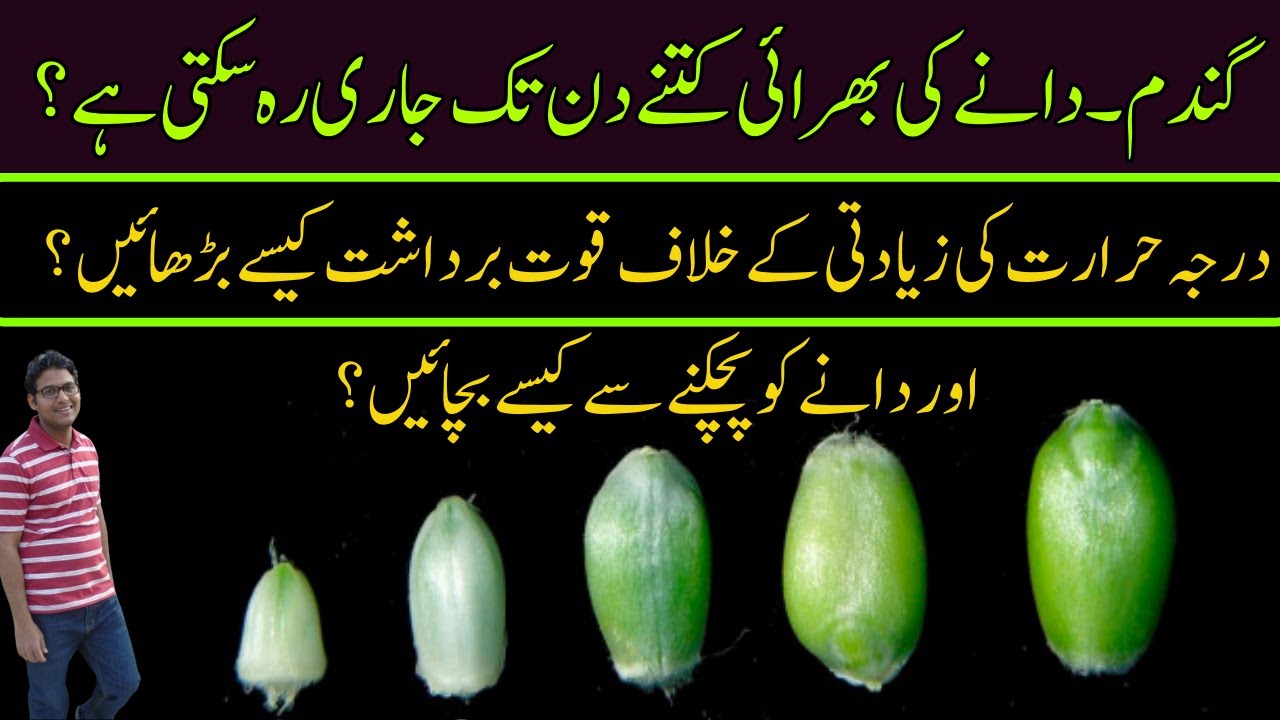 How to Extend Grain filling Time of Wheat Under Heat Stress | Cyber Agri Extension |